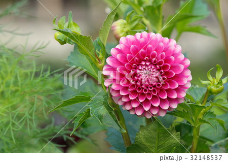 ダリア ダリア 32148537