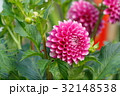 ダリア 32148538