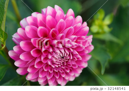 ダリア 32148541