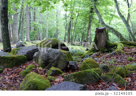 新緑の森 新緑の森 32149105