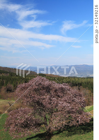 山形西蔵王牧場の春 山形西蔵王牧場の春 32149216