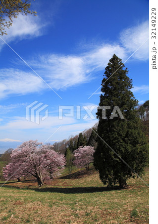 山形西蔵王牧場の春 山形西蔵王牧場の春 32149229