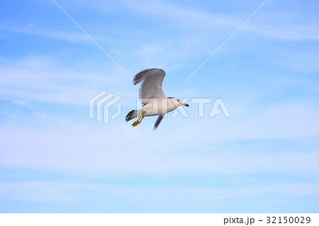 青空　空　鳥　野鳥　かもめ　リゾート　快晴　背景　壁紙　くつろぎ　そら　あおぞら　とり　うみどり　 32150029