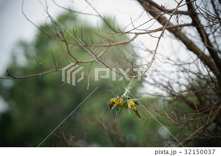 原産地 アフリカ アフリカ大陸 32150037