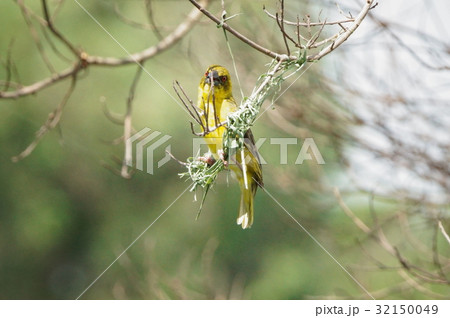 原産地 アフリカ アフリカ大陸 32150049