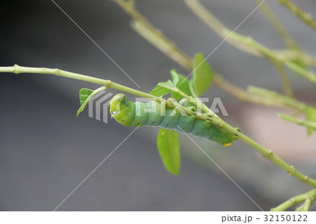 幼虫 幼魚 幼生 32150122