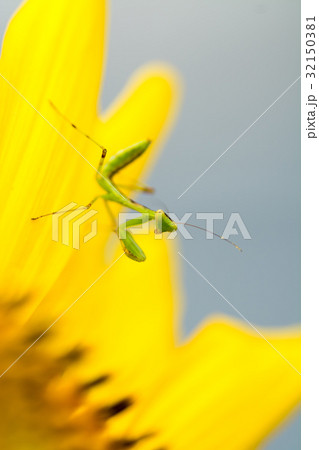 夏の花 庭の向日葵とカマキリの赤ちゃん 縦構図 夏の花 庭の向日葵とカマキリの赤ちゃん 縦構図 32150381