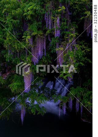 一貫野の藤2 32150488