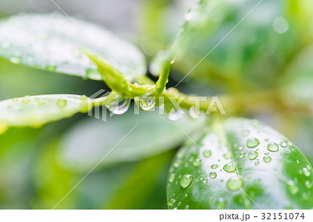 Texture of a green leaf as background with dewdrop Texture of a green leaf as background with dewdrop 32151074