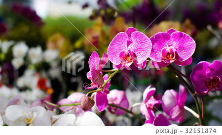 spring orchid 32151874
