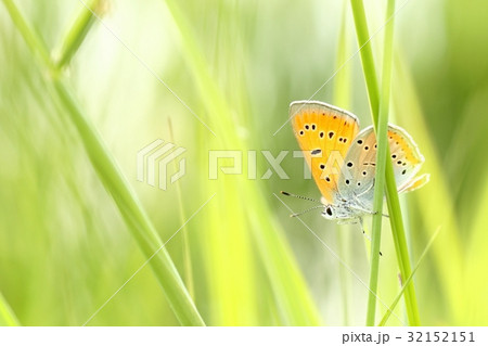 Butterfly on a spring meadow in the sunshine 32152151
