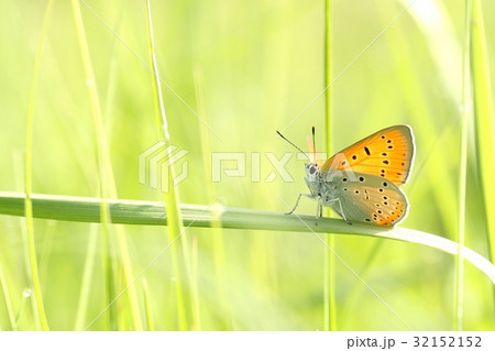 Butterfly on a spring meadow in the sunshine Butterfly on a spring meadow in the sunshine 32152152