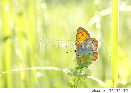 Butterfly on a spring meadow in the sunshine Butterfly on a spring meadow in the sunshine 32152156