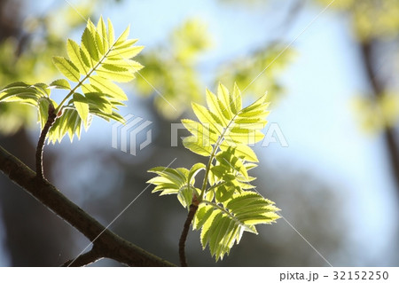 Spring rowan leaves against the sky Spring rowan leaves against the sky 32152250