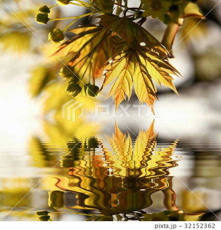 Spring maple leaf in the forest 32152362