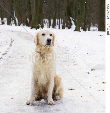 Adorable golden retriever dog sitting on snow. Adorable golden retriever dog sitting on snow. 32152495