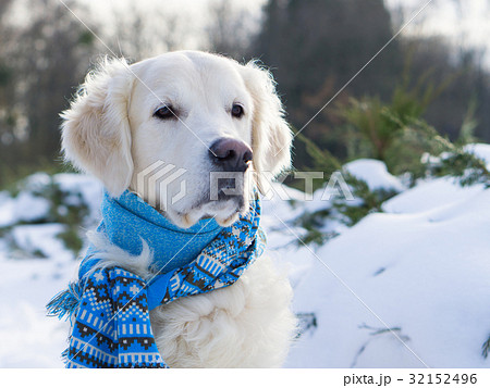 Adorable golden retriever dog wearing blue scarf. Adorable golden retriever dog wearing blue scarf. 32152496