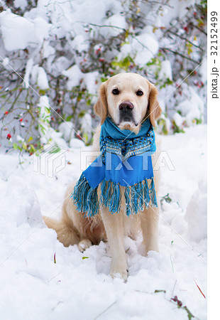 Golden retriever dog wearing blue scarf on snow. 32152499