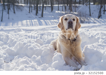 Adorable golden retriever dog sitting on snow. 32152500