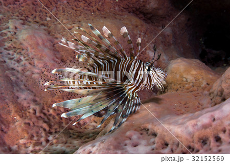 Lionfish inside pink spong,Andaman sea  32152569