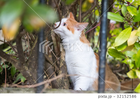Orange and White Cat on the Grass 32152586
