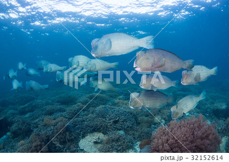 School of bumphead parrotfish  32152614
