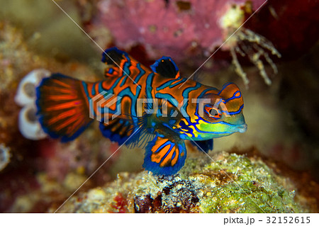 Mandarinfish  ( Synchiropus splendidus )  Mandarinfish  ( Synchiropus splendidus )  32152615