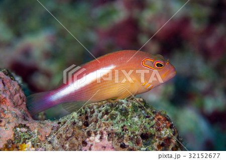 Arc-eye hawkfish (Paracirrhites arcatus) Arc-eye hawkfish (Paracirrhites arcatus) 32152677