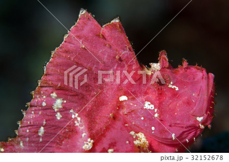 Face of The leaf scorpionfish or paperfish Face of The leaf scorpionfish or paperfish 32152678