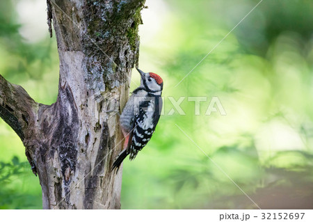アカゲラの幼鳥（オス）  Great Spotted Woodpecker 32152697