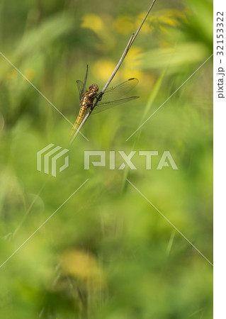 Beautiful scene with dragonfly Keeled skimmer 32153322