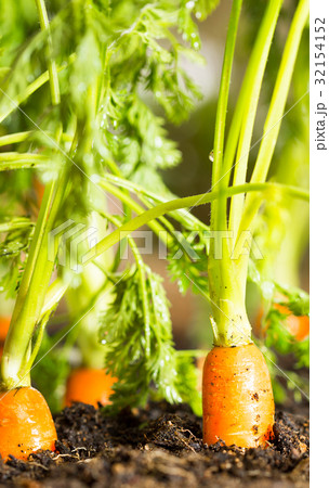 Carrots 32154152