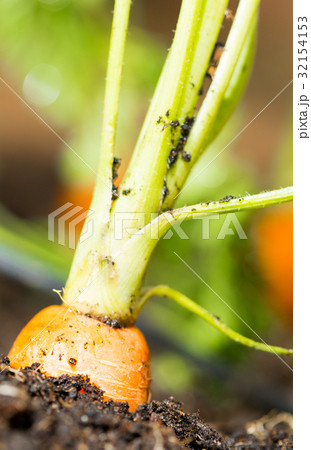 Carrots 32154153