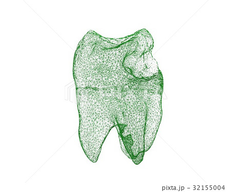 Dental wireframe tooth isolated on white 3D 32155004