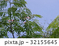ネムノキ 32155645