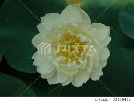 ハスの花 04 ハスの花 04 32156433