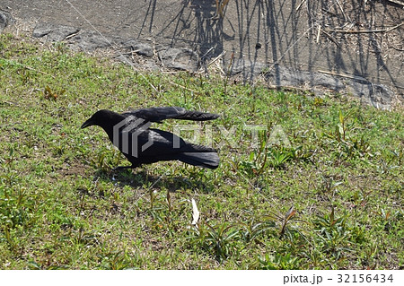 餌を探すカラス 餌を探すカラス 32156434