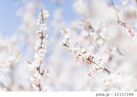 梅の花（白梅） 32157299