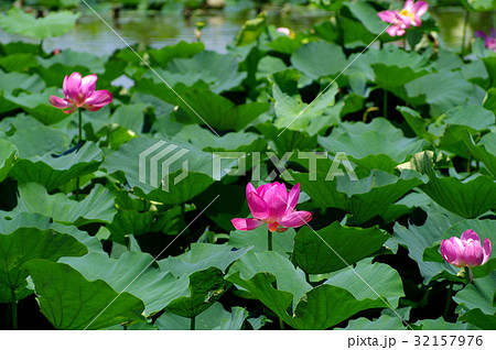 開花する古代ハスの群生　伊佐沼水辺再生事業 e-2 深みのあるイメージ 32157976