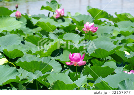 開花する古代ハスの群生　伊佐沼水辺再生事業 e-1  32157977