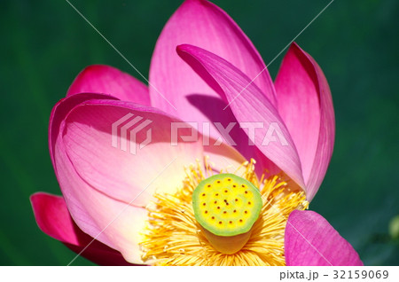 開花する古代ハスのアップ　伊佐沼水辺再生事業  b-1 緑の背景 深みのあるイメージ 32159069