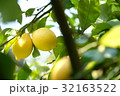 大崎上島のレモン 32163522