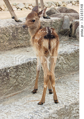 宮島の赤ちゃん鹿 32163548
