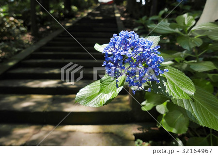 椀状の花弁を持つ青い紫陽花　木洩れ日さす石段の背景ボケ b 32164967