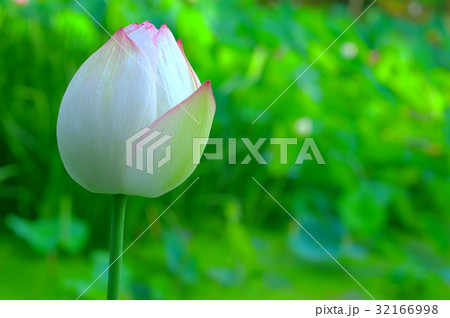 蓮の蕾 32166998
