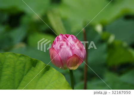 横浜三渓園 蓮(ハス)の花 横浜三渓園 蓮(ハス)の花 32167050