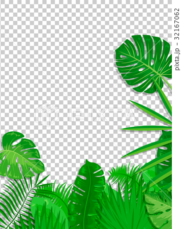 ボタニカル 熱帯植物 フレーム 葉っぱ 透過 のイラスト素材