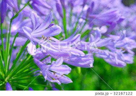 満開のアガパンサス（クローズアップ） 32167122