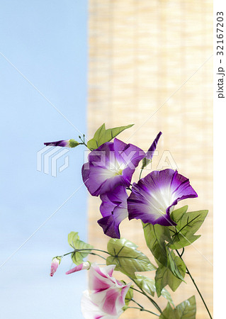 あさがお 32167203