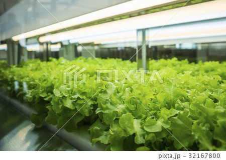 Greenhouse Plant row Grow with Led Light Farm 32167800